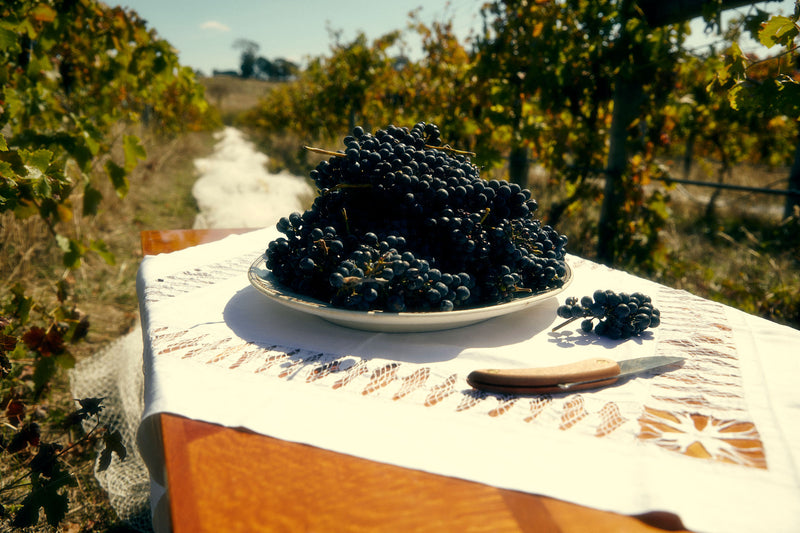 2023 Shiraz