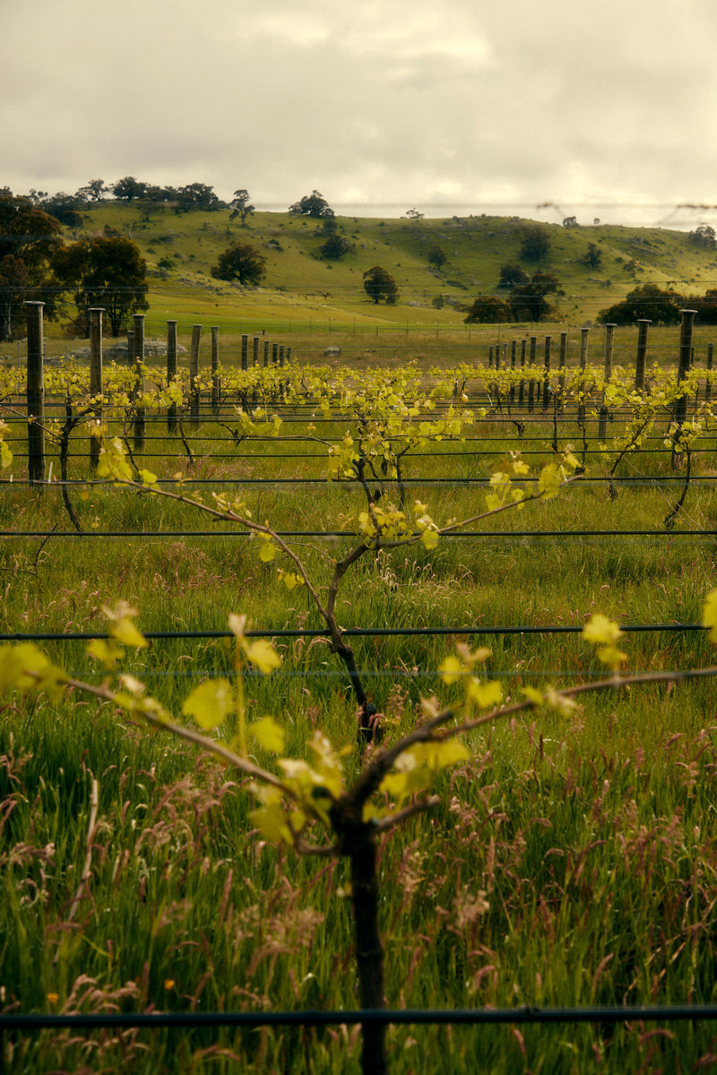Our Vineyard