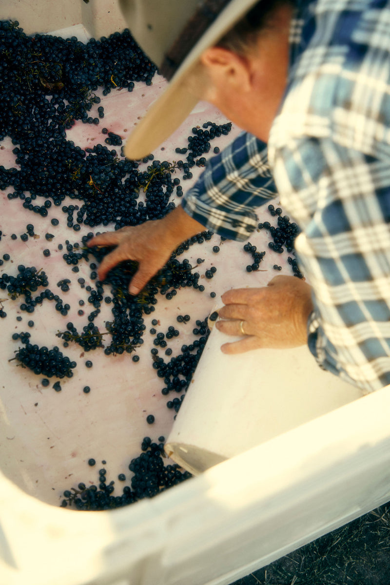 2022 Shiraz