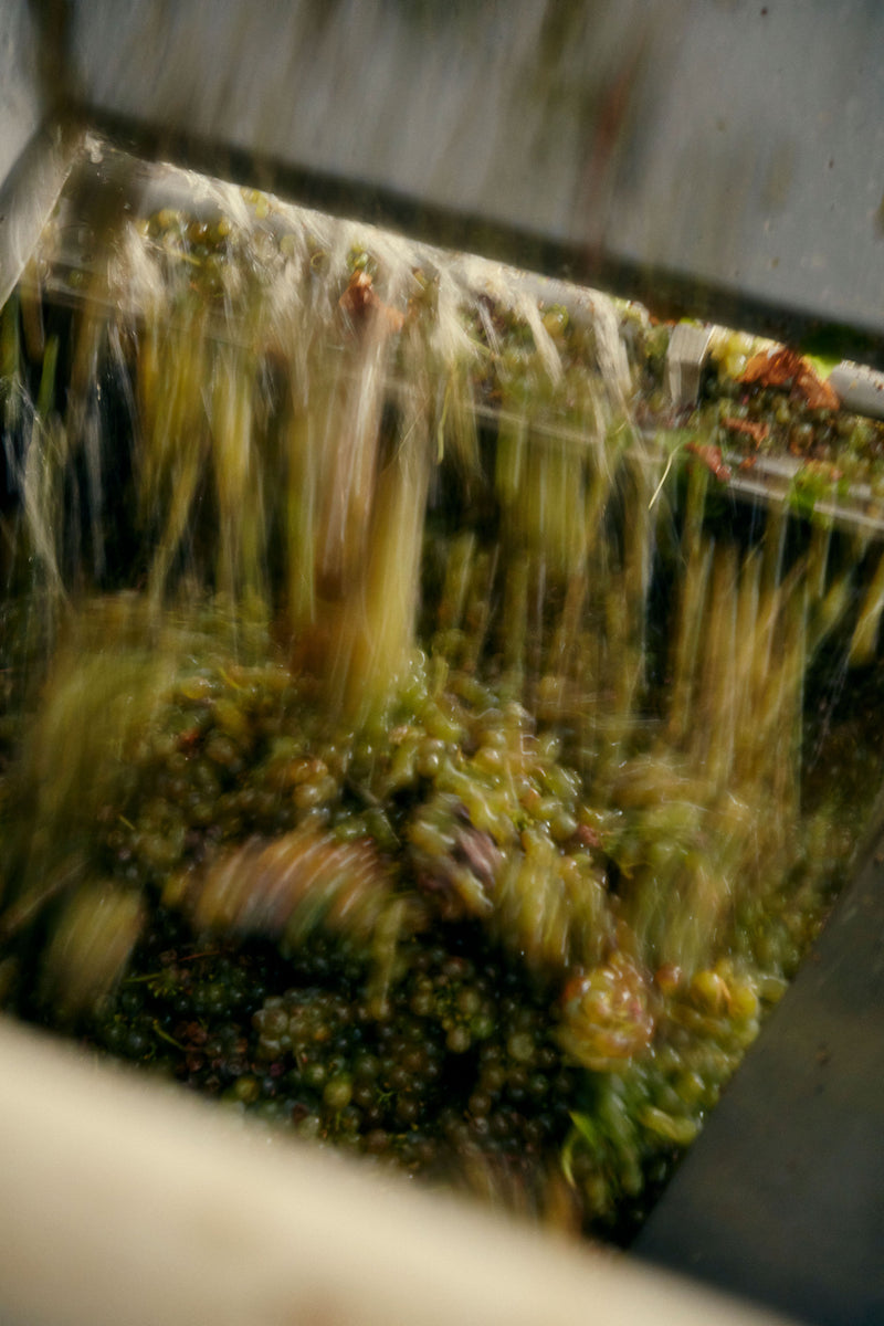 2024 Vermentino