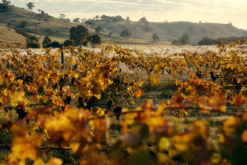 Autumn vineyard rows beneath rolling hills
