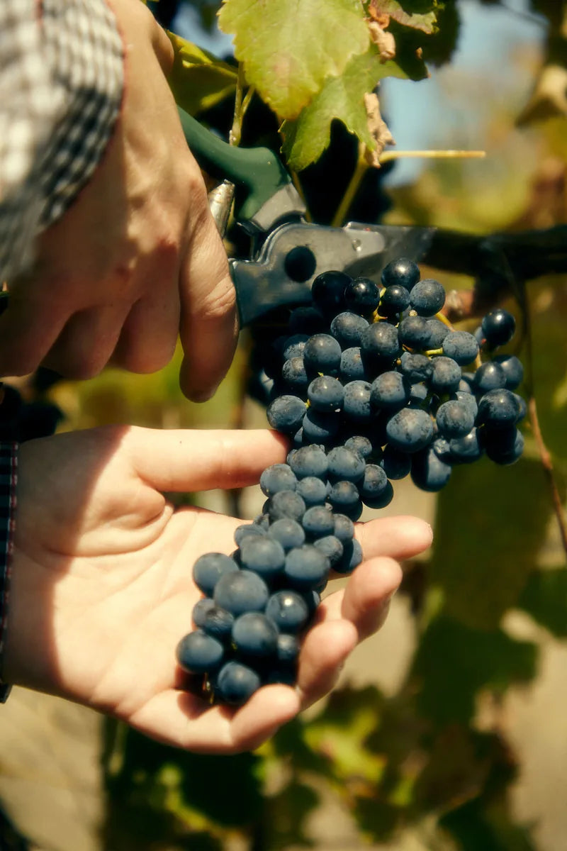 Hands cutting a bunch of dark grapes from a vine