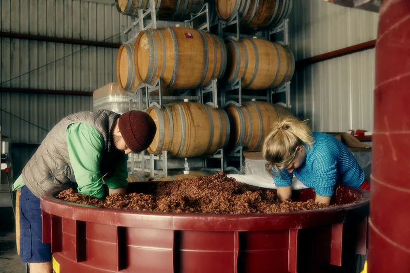 Two people working grapes by hand in an open fermenter