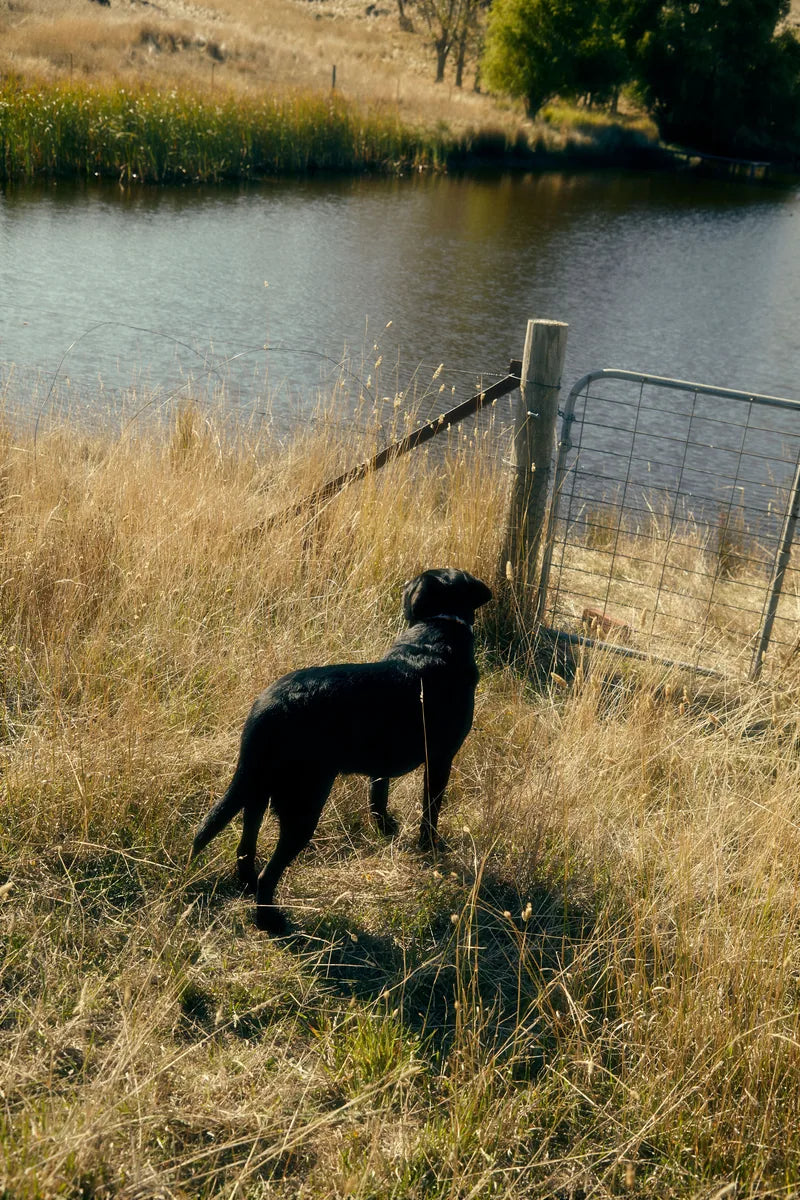 A black dog standing on a grassy bank beside a pond