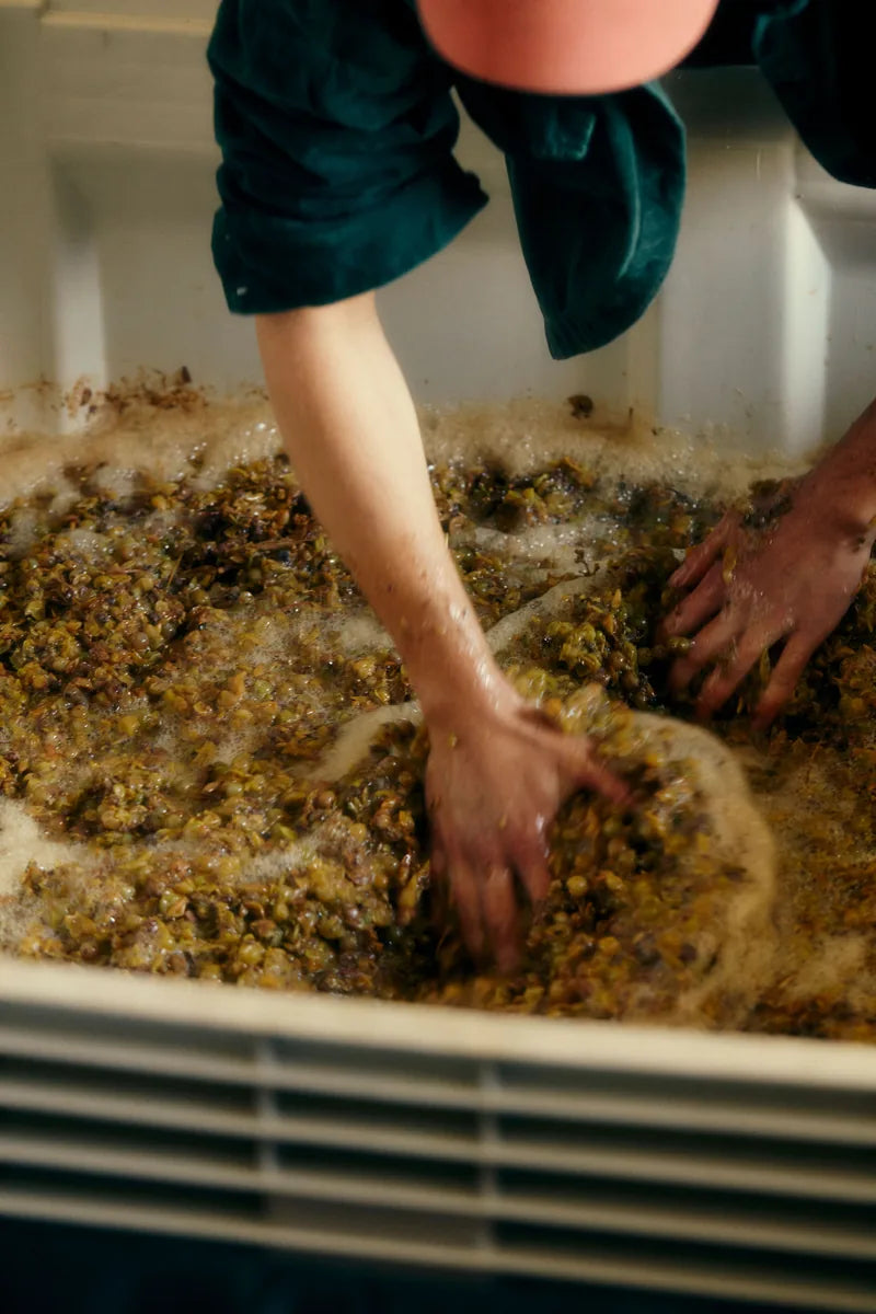 Hands working pale grapes in an open fermenter