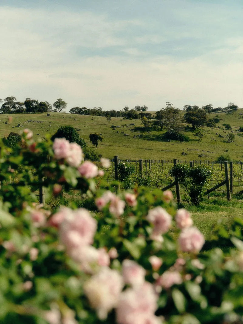 Pink flowers with vineyard rows and hills beyond