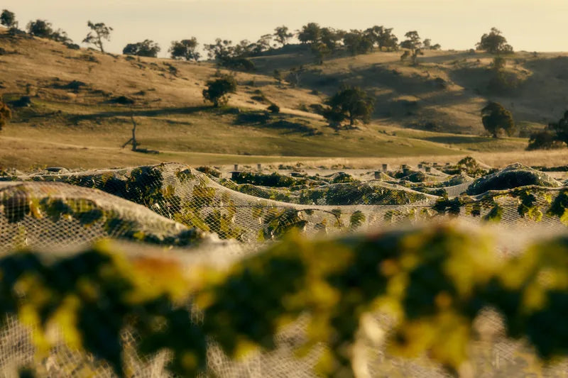 Netted vines below a rocky hillside