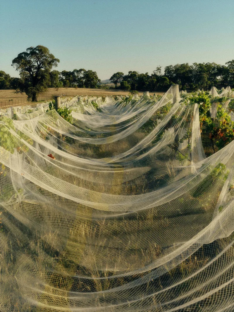 Nets draped along a vineyard row