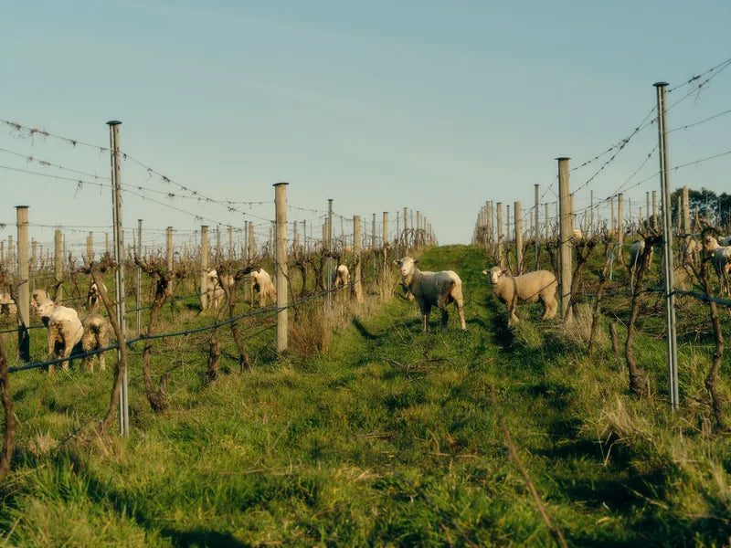 Sheep grazing between vineyard rows