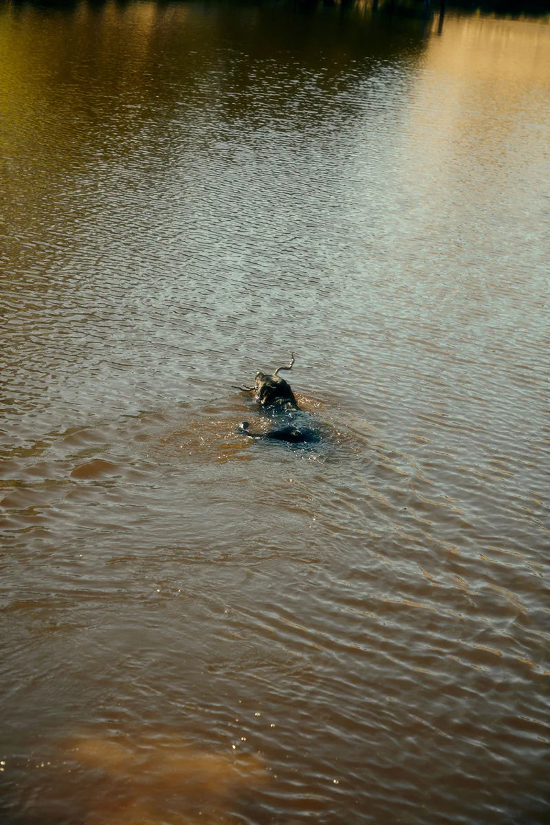 A dog swimming in a pond beside a grassy bank